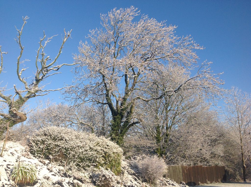 Snow 23/1/19 very picturesque.